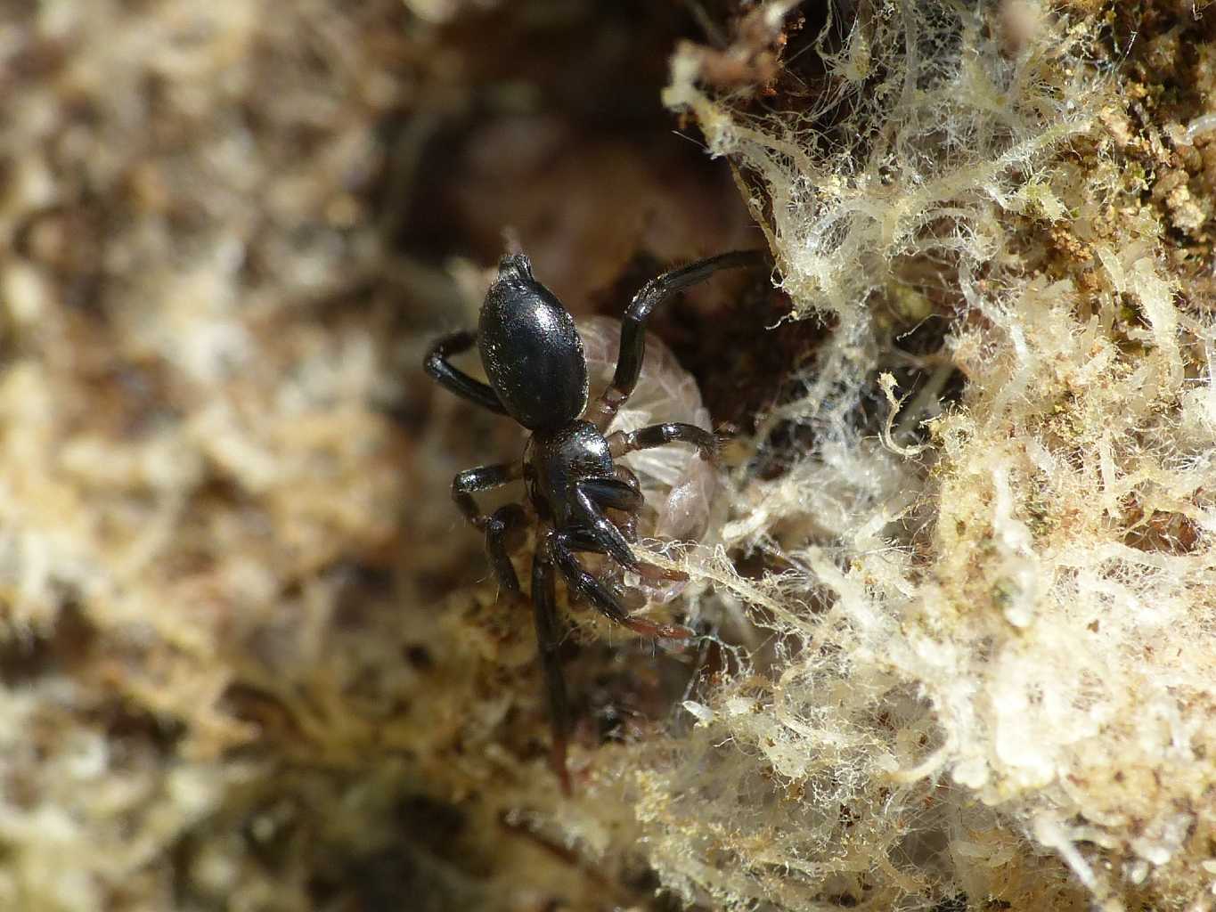 Drassyllus sp. con preda (Isopoda) - Montecompatri (RM)